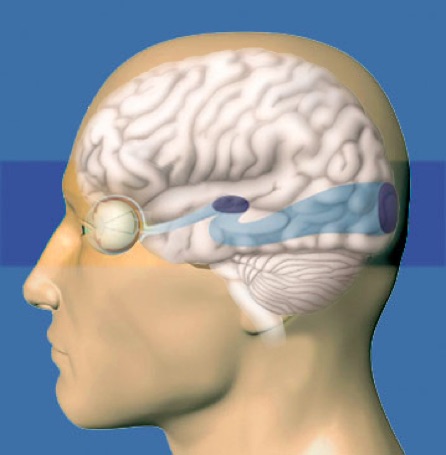 В мозг через глаза. Головной мозг и глаза. Связь глаз и мозга. Головной мозг и зрение.